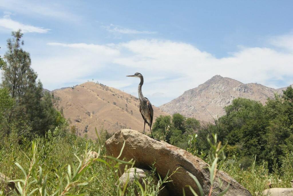 Socal Camping Kernville Εξωτερικό φωτογραφία
